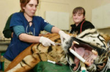 Lạnh người hình ảnh bác sĩ phẫu thuật răng cho… hổ