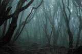 Bí ẩn khu rừng ma quái, khiến du khách mất tích ở Romania