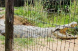 Kinh hãi cá sấu ăn thịt người, sống thọ nhất thế giới