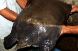 Ngư dân Việt bắt được con cua đinh khủng nặng 23,5kg
