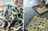 Rợn người cảnh lột da rắn làm túi xách tại Indonesia