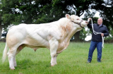 Chuyện lạ: Siêu bò khổng lồ nặng 2 tấn, cao hơn 2m