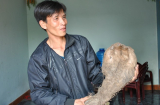 Ngỡ ngàng củ khoai có hình bàn tay Phật ở Nghệ An