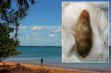Kinh hãi phát hiện “ngón tay người chết” trôi dạt khắp biển