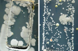 Phát khiếp xem vi khuẩn lúc nhúc trên bề mặt smartphone