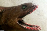 Kinh hãi phát hiện “quái vật biển” thời tiền sử có 300 răng