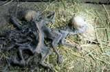 Hãi hùng phát hiện 2 xác người ngoài hành tinh trong cỏ khô
