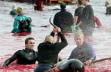 Hãi hùng lễ hội thảm sát cá heo ở Đan Mạch