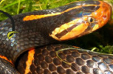 Cận cảnh loài rắn độc có cái đầu lạ nhất ở Việt Nam