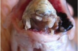 Cận cảnh các loài ký sinh trùng ăn lưỡi, não, mắt người