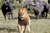 Ảnh đẹp nhất tuần: Đàn trâu đuổi sư tử chạy té khói