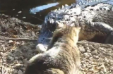 Clip mèo tát vào mặt cá sấu bên bờ ao vì giành mồi