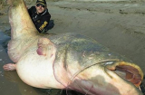 Câu được “thủy quái” cá trê khổng lồ lớn nhất thế giới