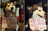 Cư dân mạng thích thú với chú chó Alaska “bán hoa nuôi thân”