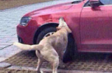 Đàn chó “nổi giận” cắn xe ô tô để trả thù tài xế