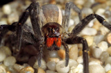 Loài nhện độc nhất thế giới khiến quý ông “yêu” suốt 4 giờ