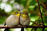 Khám phá mối quan hệ vợ chồng kỳ thú của các loài chim