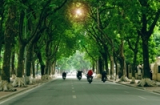 Dừng chặt hàng cây xanh trên các tuyến phố Hà Nội
