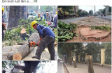 Nhói lòng cư dân mạng tìm cách 'cứu' 6.700 cây xanh Hà Nội