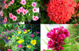 Chọn 10 loại hoa đẹp để tô điểm cho ban công nhà chung cư