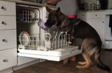 Chú chó thông minh giúp chủ xếp bát vào máy sấy ngoạn mục