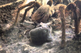 Cận cảnh loài nhện khổng lồ ăn thịt ghê rợn nhất thế giới