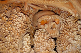 Hãi hùng phát hiện bộ xương gần 200.000 năm tuổi “mọc” đầy răng