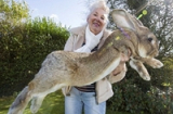 Chú thỏ sơ sinh khổng lồ dài tới 1,1 mét