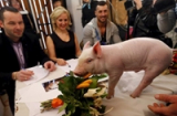 Chiếc vương miện hoa hậu lợn 2015 ở Hungary đã có chủ