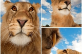 Chùm ảnh cực dễ thương khi những chú sư tử chụp ảnh “tự sướng”