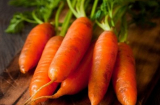 Cách trồng cà rốt, tía tô trong chậu tại nhà