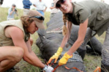 Giải cứu tê giác bằng cách bơm chất độc vào sừng