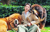 Chó Ngao Tây Tạng: Từ vật trang sức đại gia đến thực phẩm lẩu