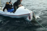 Kinh hãi đoàn làm phim bị cá mập dài 6m tấn công trên biển