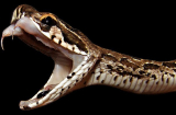Phát cắn của loài rắn làm ngực nạn nhân biến mất ở Việt Nam