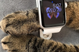 Nhiều chiếc Apple Watch được mua về chỉ để... cho mèo đeo