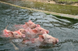 Kỳ lạ cuộc thi bơi dành cho những chú heo