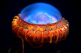 Những sinh vật biển 'ngoài hành tinh' đáng sợ nhất thế giới