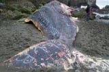 Dòng chữ bí ẩn trên xác cá nhà táng khổng lồ gây tranh cãi