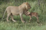 Kỳ lạ: Sư tử âu yếm bảo vệ chú bê trước đồng loại như con mình