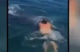 Anh chàng liều mạng cưỡi cá mập trên biển và cái kết bất ngờ