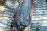 Thanh Hóa: Phát hiện cá lạ giống rồng dạt vào bờ biển