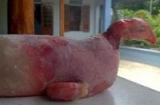 Kỳ lạ lợn nái để ra gà ở Thanh Hóa