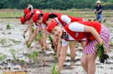 Dàn nữ tiếp viên hàng không xinh đẹp lội ruộng cấy lúa