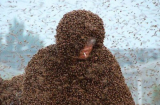 Lão nông thản nhiên hút thuốc dù hơn 100kg ong đốt kín người