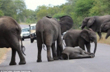 Cảm động cảnh cả bầy voi cứu voi con ngã quỵ trên đường