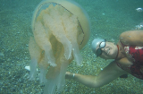 Hãi hùng người phụ nữ chơi đùa cùng con sứa khổng lồ dưới biển