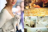 Khoảnh khắc 'siêu đáng yêu' của Taylor Switf và hai chú mèo cưng