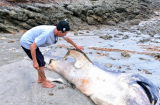 Nghệ An: Phát hiện xác “thủy quái” siêu khủng dạt vào bờ biển