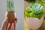 Mẹo trồng cây cảnh trong vỏ trứng cực thú vị
